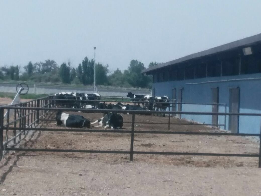 sarayonu-kadinhani-sut-ciftligi-03