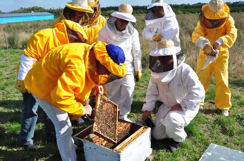 Arıcılık ve Arı Ürünlerinin Üretimi, İşlenmesi ve Paketlenmesi