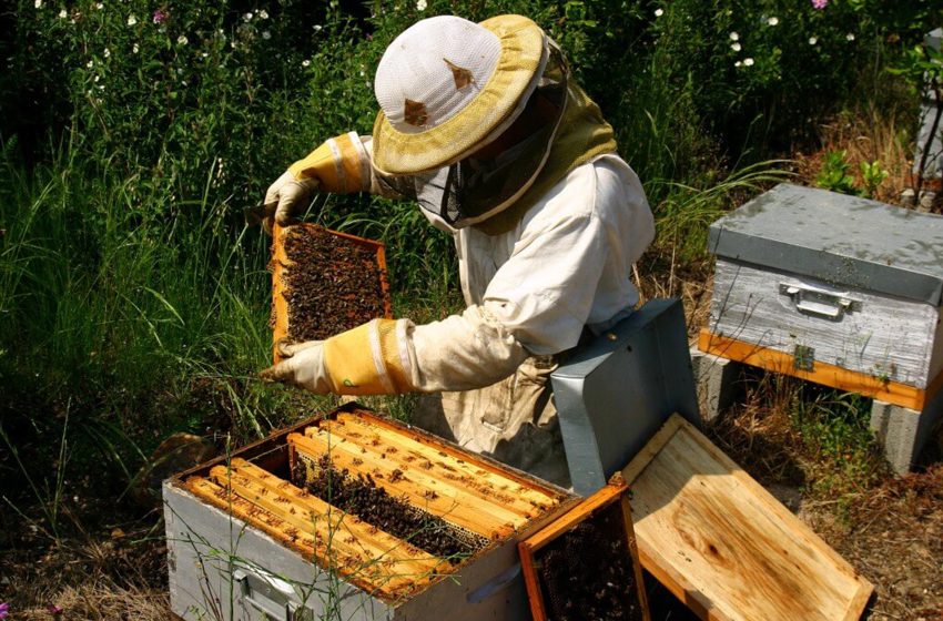 Arıcılık ve Arı Ürünlerinin Üretimi, İşlenmesi ve Paketlenmesi2