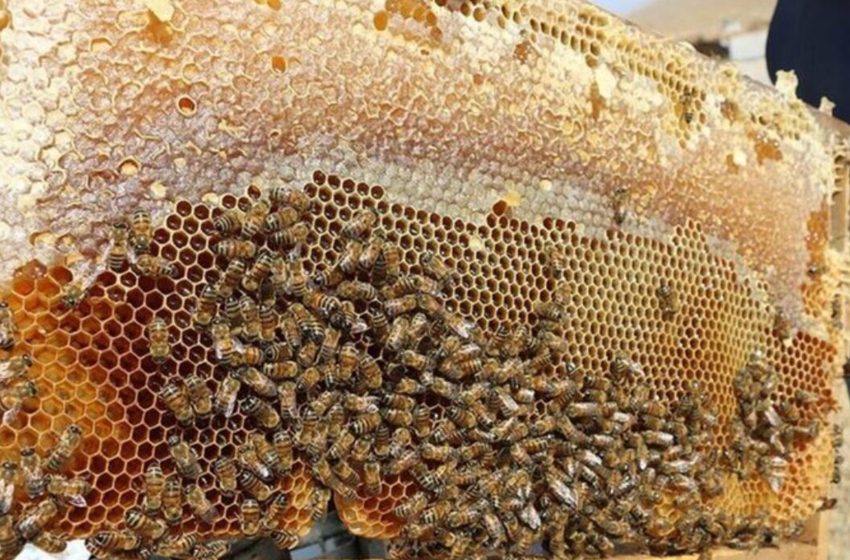 Arıcılık ve Arı Ürünlerinin Üretimi, İşlenmesi ve Paketlenmesi3