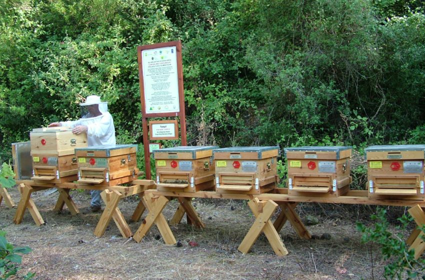 Arıcılık ve Arı Ürünlerinin Üretimi, İşlenmesi ve Paketlenmesi4