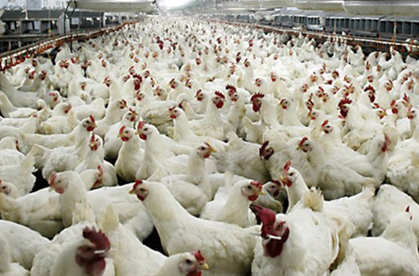 Kanatlı Eti Üreten Tarımsal İşletmeler