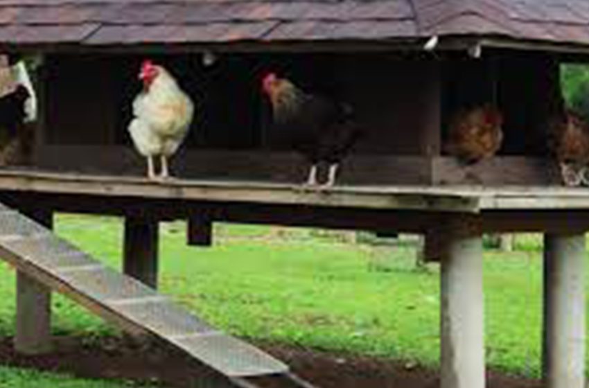 Kanatlı Eti Üreten Tarımsal İşletmeler1