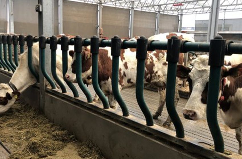 Kırmızı Et Üreten Tarımsal İşletmeler