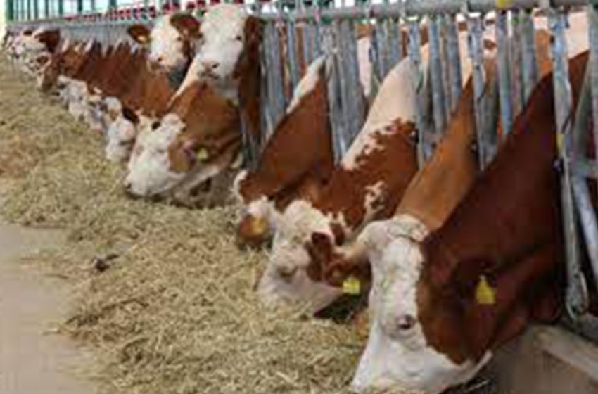 Kırmızı Et Üreten Tarımsal İşletmeler