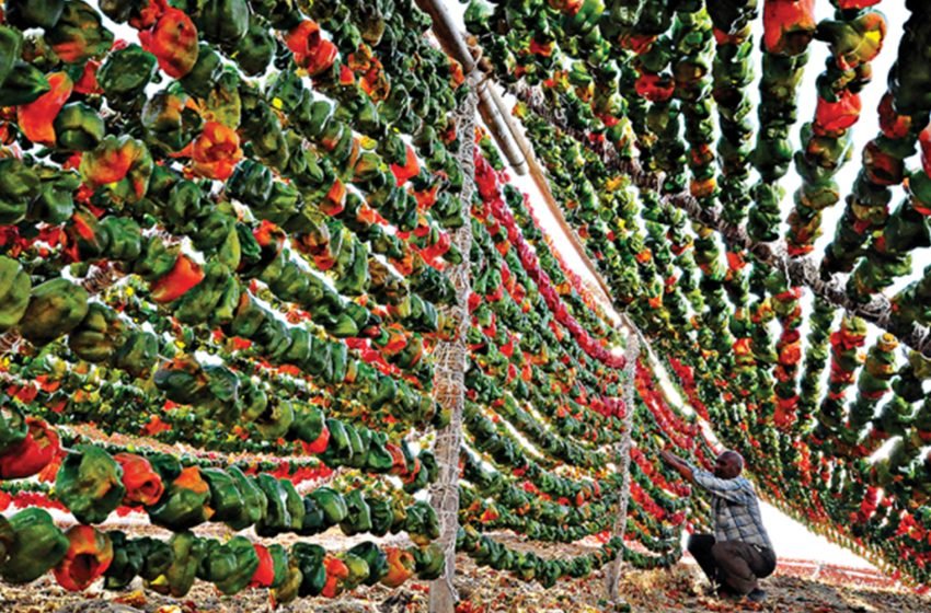 Meyve ve Sebze Ürünlerinin İşlenmesi ve Pazarlanması00