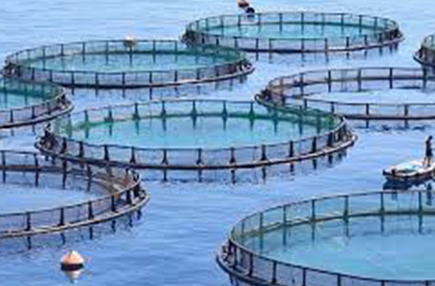 Su Ürünleri Yetiştiriciliği2