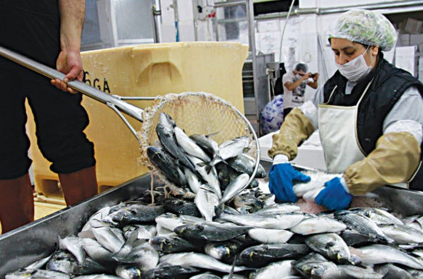 Su Ürünlerinin İşlenmesi ve Pazarlanması