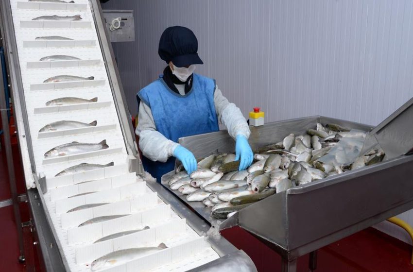 Su Ürünlerinin İşlenmesi ve Pazarlanması123