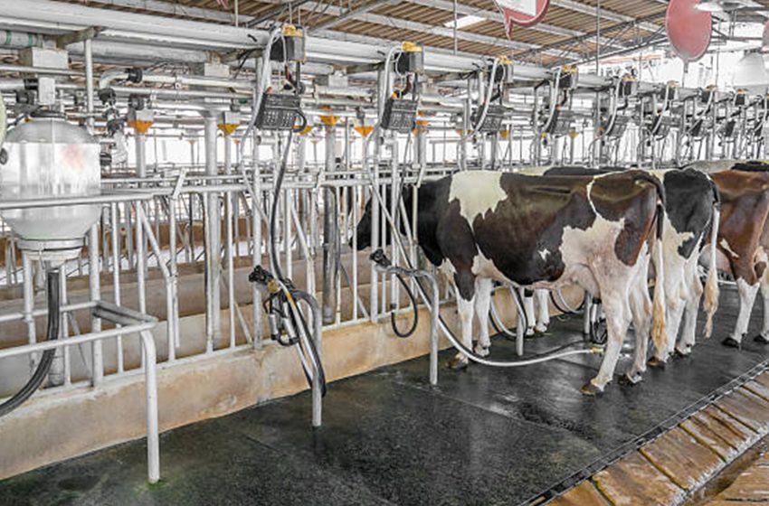Süt Üreten Tarımsal İşletmeler