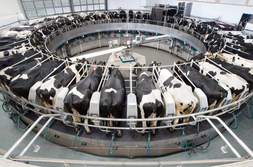 Süt Üreten Tarımsal İşletmeler2